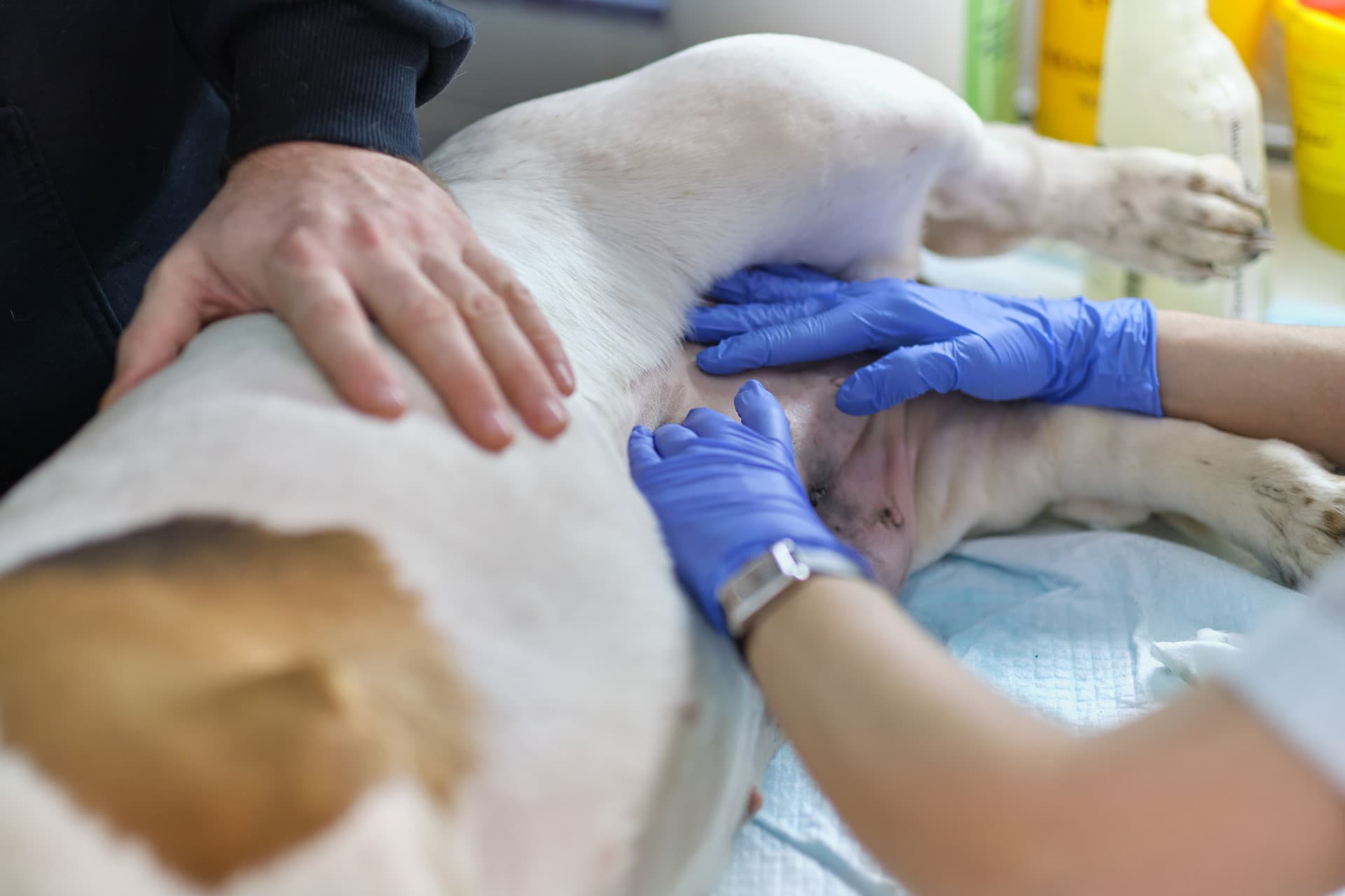 Cirugía veterinaria en Gondomar