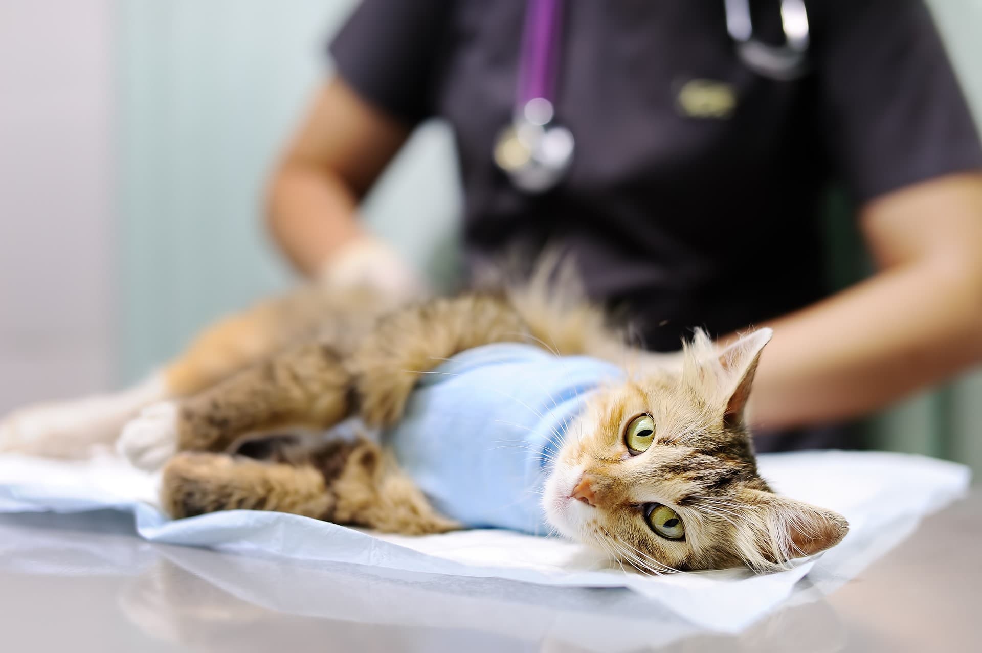 Cirugía veterinaria en Gondomar