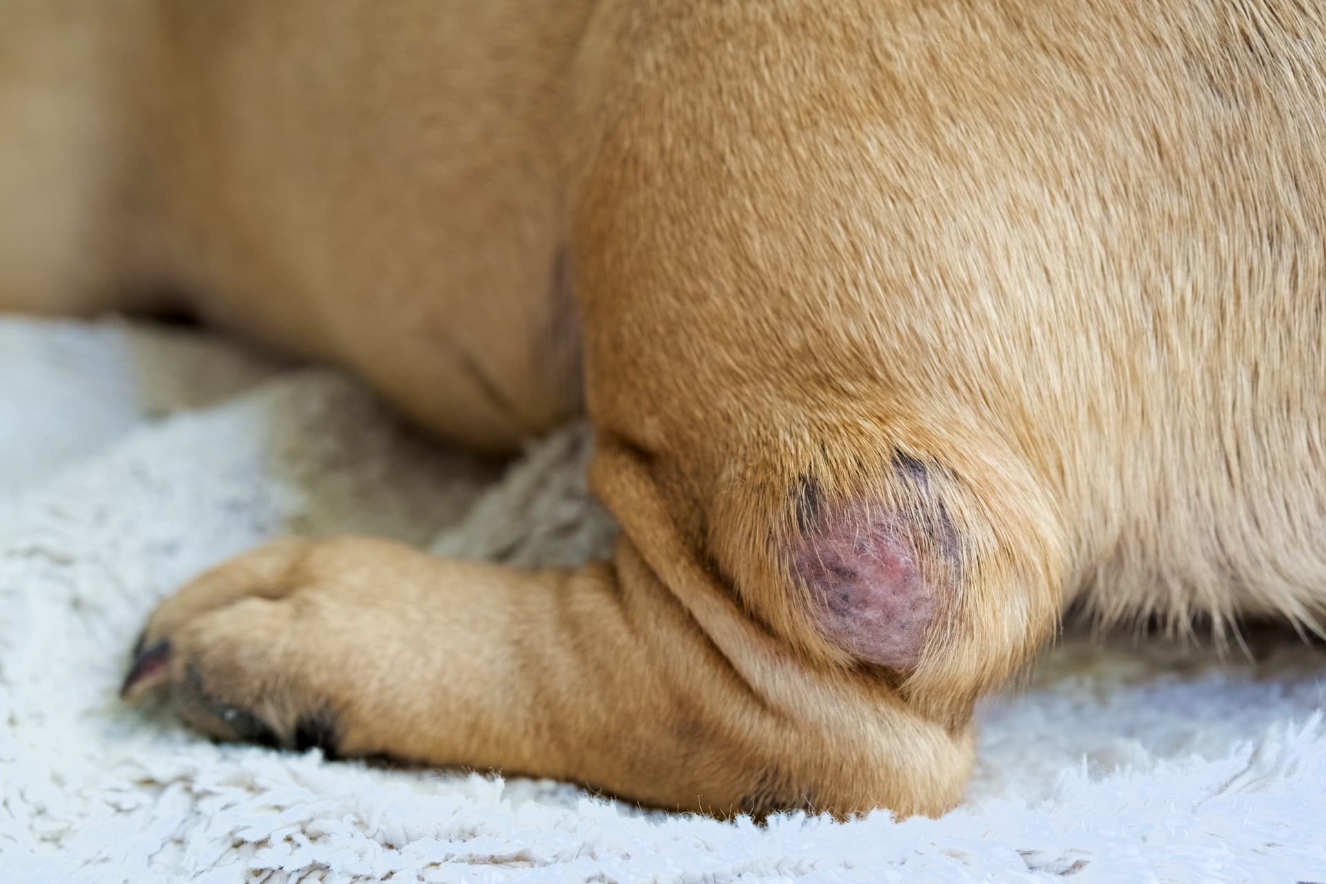 Cirugía veterinaria en Gondomar