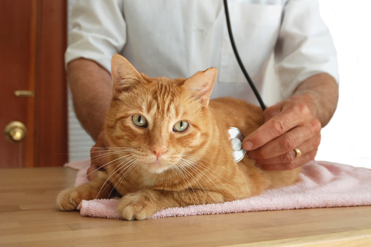 hospital veterinario en Gondomar