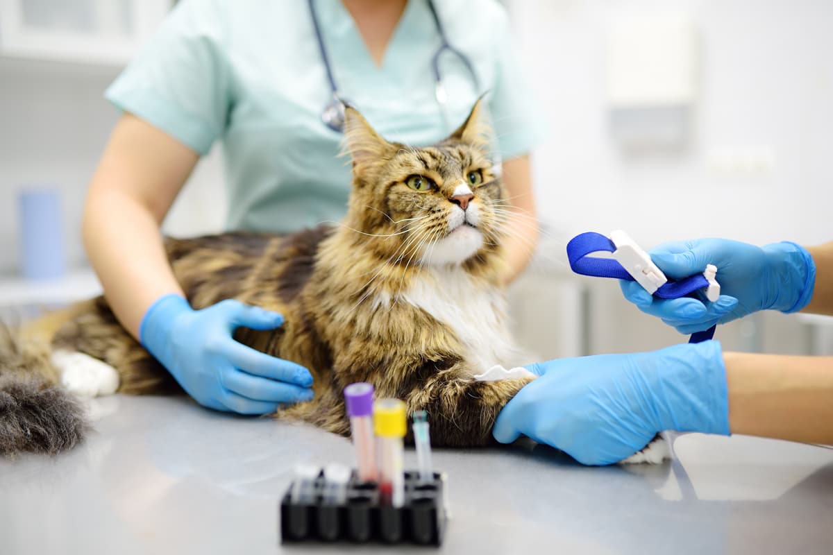 pruebas de laboratorio veterinaria en Gondomar