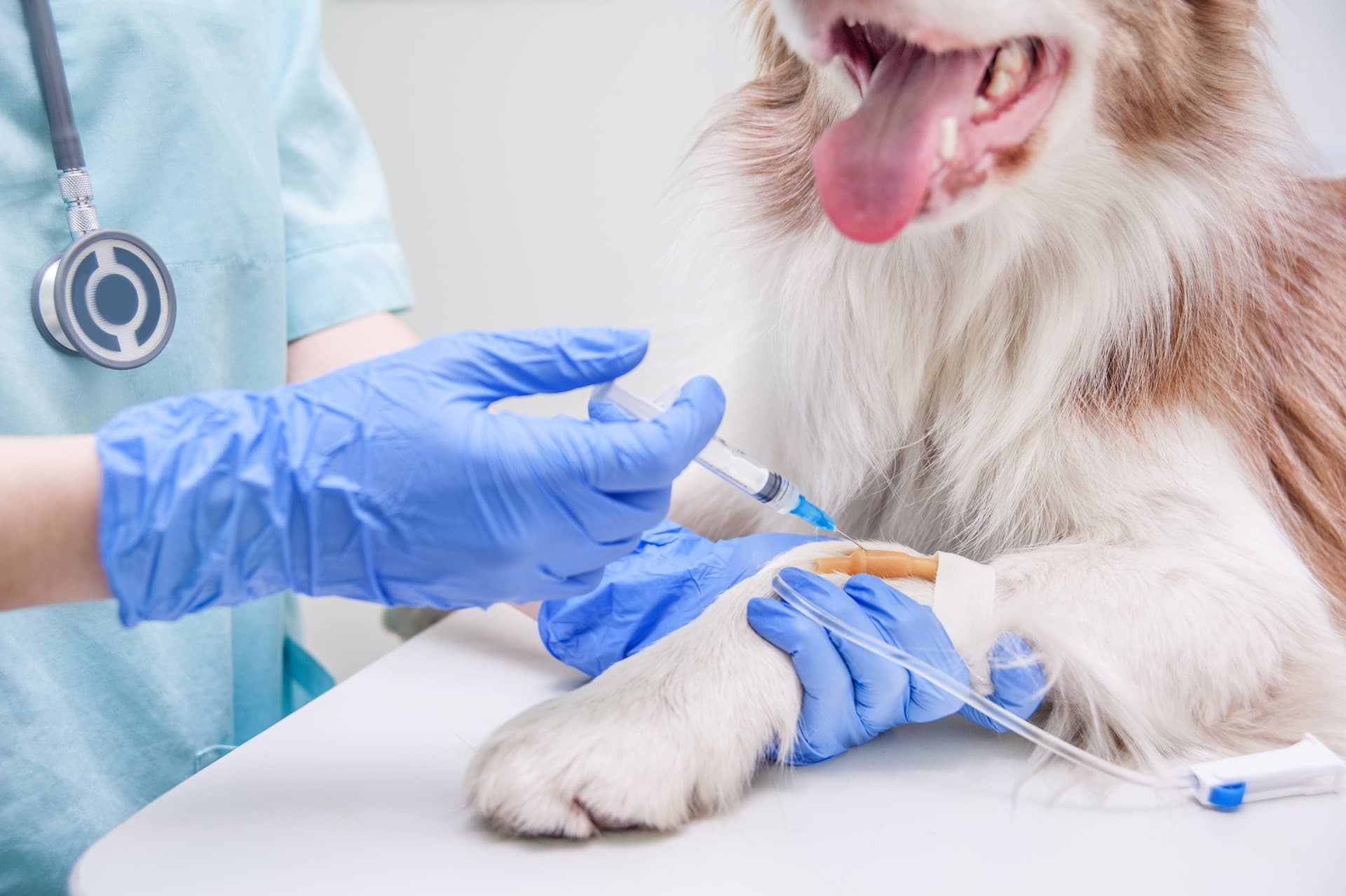 laboratorio veterinario en Gondomar