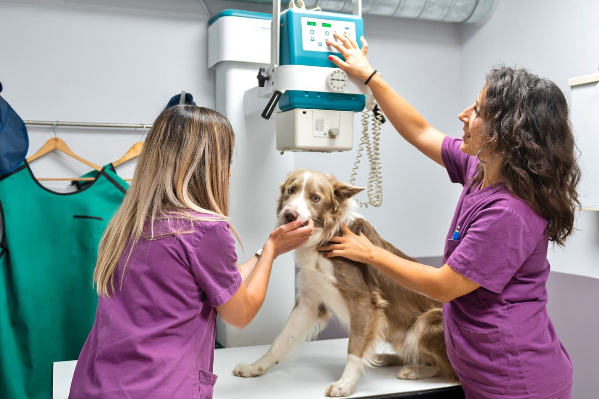 medicina interna veterinaria en Gondomar