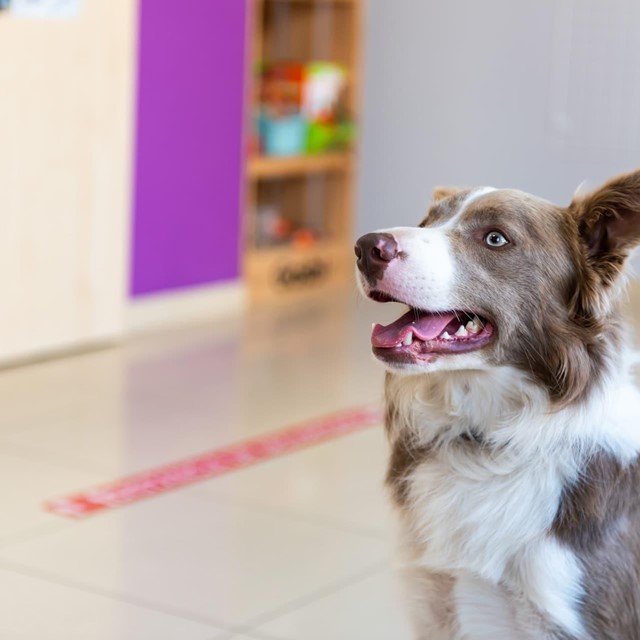 Veterinarios con más de 14 años de experiencia